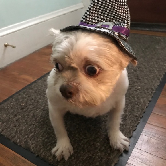 Meet The Posher, Lori - Picture 3 of 4